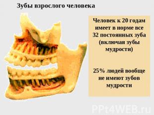 Зубы взрослого человека Человек к 20 годам имеет в норме все 32 постоянных зуба