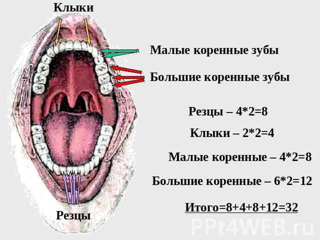 Малые коренные зубы Большие коренные зубы Резцы – 4*2=8 Клыки – 2*2=4 Малые коренные – 4*2=8 Большие коренные – 6*2=12 Итого=8+4+8+12=32