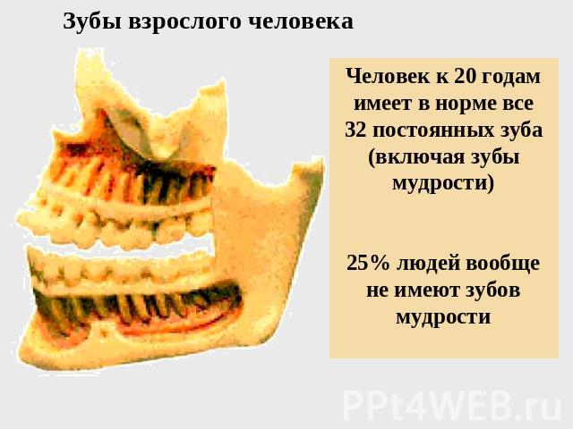 Зубы взрослого человека Человек к 20 годам имеет в норме все 32 постоянных зуба (включая зубы мудрости) 25% людей вообще не имеют зубов мудрости