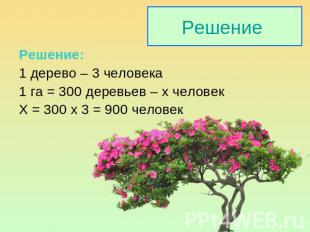 Решение: 1 дерево – 3 человека 1 га = 300 деревьев – х человек Х = 300 х 3 = 900