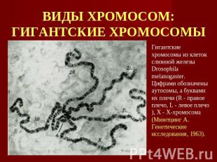 ВИДЫ ХРОМОСОМ:ГИГАНТСКИЕ ХРОМОСОМЫ Гигантские хромосомы из клеток слюнной железы