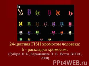 24-цветная FISH хромосом человека: b - pаскладка хромосом. (Рубцов  Н. Б., Карам