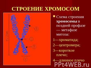 СТРОЕНИЕ ХРОМОСОМ Схема строения хромосомы в поздней профазе — метафазе митоза: