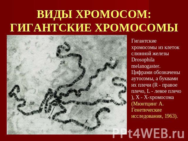 ВИДЫ ХРОМОСОМ:ГИГАНТСКИЕ ХРОМОСОМЫ Гигантские хромосомы из клеток слюнной железы Drosophila melanogaster. Цифрами обозначены аутосомы, а буквами их плечи (R - правое плечо, L - левое плечо), X - X-хромосома (Мюнтцинг А. Генетические исследования, 1963).