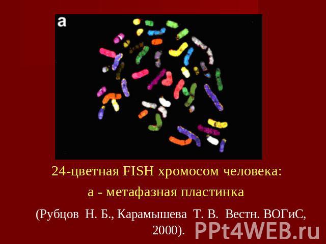 24-цветная FISH хромосом человека: a - метафазная пластинка (Рубцов  Н. Б., Карамышева  Т. В.  Вестн. ВОГиС