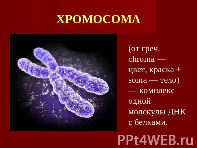 ХРОМОСОМА от греч. chroma — цвет, краска + soma — тело) — комплекс одной молекулы ДНК с белками.