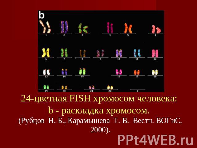 24-цветная FISH хромосом человека: b - pаскладка хромосом. (Рубцов  Н. Б., Карамышева  Т. В.  Вестн. ВОГиС, 2000).
