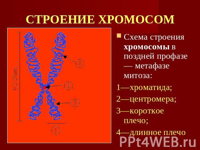 СТРОЕНИЕ ХРОМОСОМ Схема строения хромосомы в поздней профазе — метафазе митоза: 1—хроматида; 2—центромера; 3—короткое плечо; 4—длинное плечо