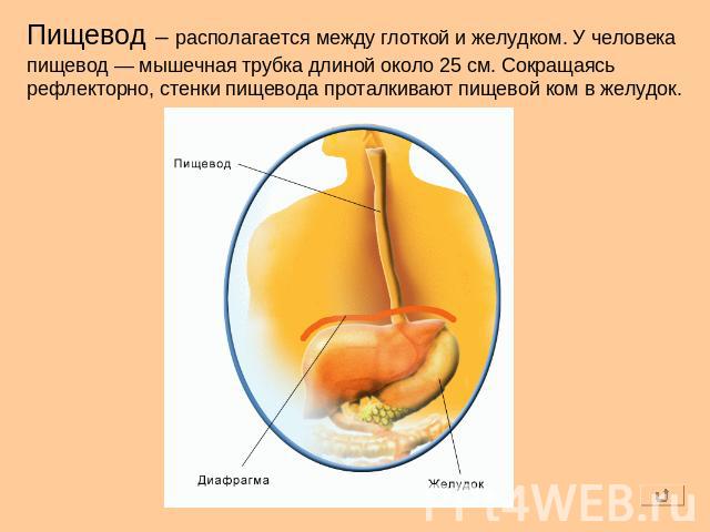 Пищевод – располагается между глоткой и желудком. У человека пищевод — мышечная трубка длиной около 25 см. Сокращаясь рефлекторно, стенки пищевода проталкивают пищевой ком в желудок.