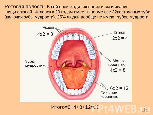 Ротовая полость. В ней происходит жевание и смачивание пищи слюной. Человек к 20 годам имеет в норме все 32постоянных зуба (включая зубы мудрости). 25% людей вообще не имеют зубов мудрости.