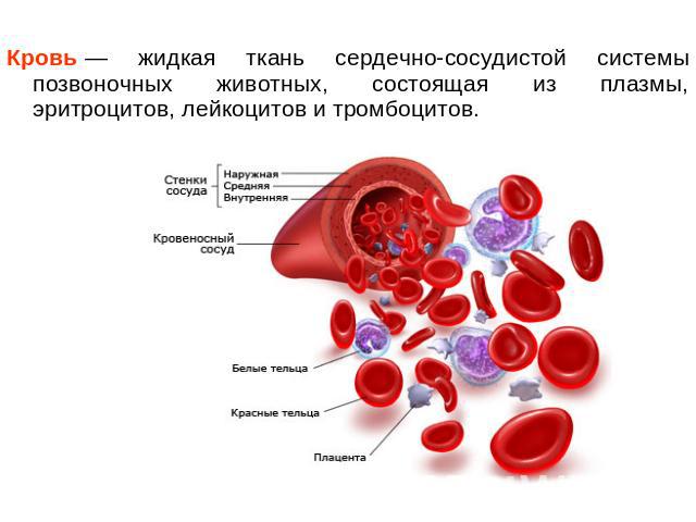 Кровь — жидкая ткань сердечно-сосудистой системы позвоночных животных, состоящая из плазмы, эритроцитов, лейкоцитов и тромбоцитов.