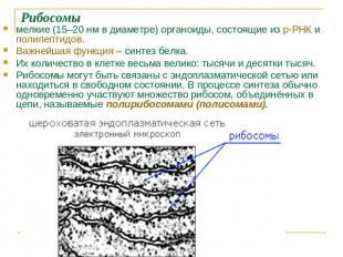 Рибосомы мелкие (15–20 нм в диаметре) органоиды, состоящие из р-РНК и полипептид
