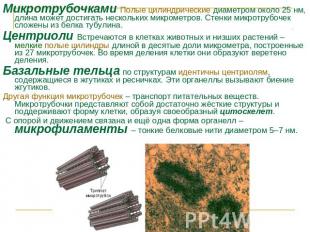 Микротрубочками Полые цилиндрические диаметром около 25 нм, длина может достигат