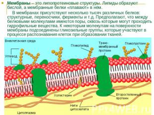 Мембраны – это липопротеиновые структуры. Липиды образуют бислой, а мембранные б