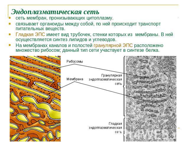 Эндоплазматическая сеть сеть мембран, пронизывающих цитоплазму. связывает органоиды между собой, по ней происходит транспорт питательных веществ. Гладкая ЭПС имеет вид трубочек, стенки которых из мембраны. В ней осуществляется синтез липидов и углев…