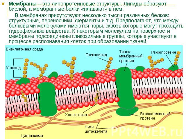 Мембраны – это липопротеиновые структуры. Липиды образуют бислой, а мембранные белки «плавают» в нём. В мембранах присутствуют несколько тысяч различных белков: структурные, переносчики, ферменты и т.д. Предполагают, что между белковыми молекулами и…