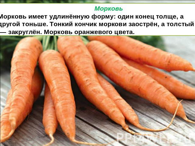 Морковь Морковь имеет удлинённую форму: один конец толще, а другой тоньше. Тонкий кончик моркови заострён, а толстый — закруглён. Морковь оранжевого цвета.