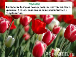 Тюльпан Тюльпаны бывают самых разных цветов: жёлтые, красные, белые, розовые и д