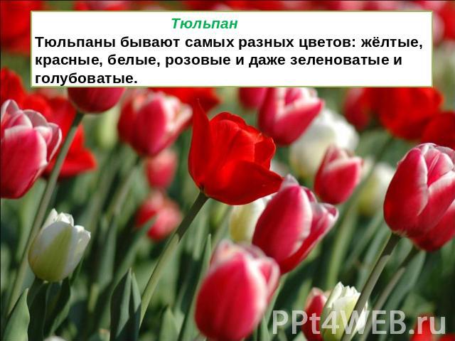 Тюльпан Тюльпаны бывают самых разных цветов: жёлтые, красные, белые, розовые и даже зеленоватые и голубоватые.