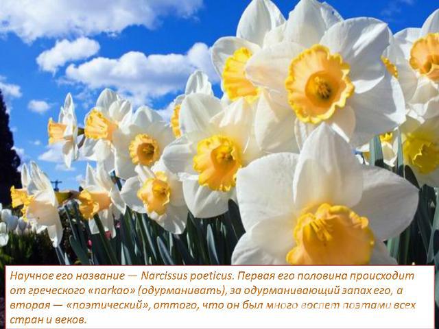 Научное его название — Narcissus poeticus. Первая его половина происходит от греческого «narkao» (одурманивать), за одурманивающий запах его, а вторая — «поэтический», оттого, что он был много воспет поэтами всех стран и веков.