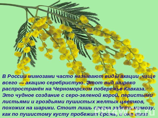 В России мимозами часто называют виды акации ,чаще всего — акацию серебристую. Этот вид широко распространён на Черноморском побережье Кавказа. Это чудное создание с серо-зеленой корой, перистыми листьями и гроздьями пушистых желтых цветков, похожих…