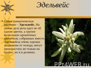Эдельвейс Самое романтическое растение – Эдельвейс. На самом деле речь идет не о