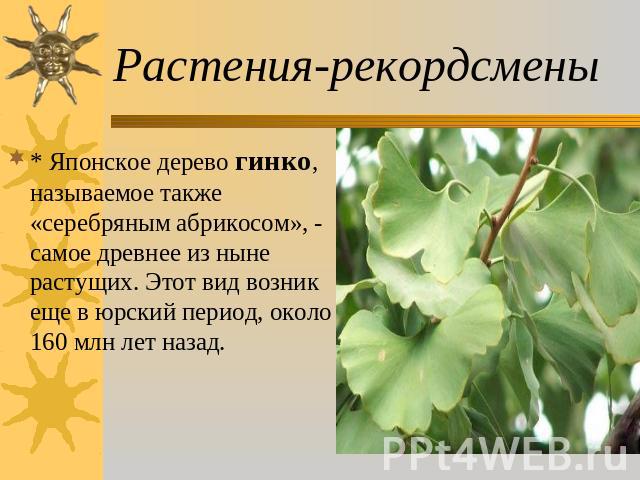 Растения-рекордсмены * Японское дерево гинко, называемое также «серебряным абрикосом», - самое древнее из ныне растущих. Этот вид возник еще в юрский период, около 160 млн лет назад.