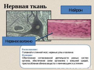 Нервная ткань Расположение: Головной и спинной мозг, нервные узлы и волокна Функ