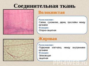 Соединительная ткань Волокнистая Расположение: Связки, сухожилия, дерма, прослой