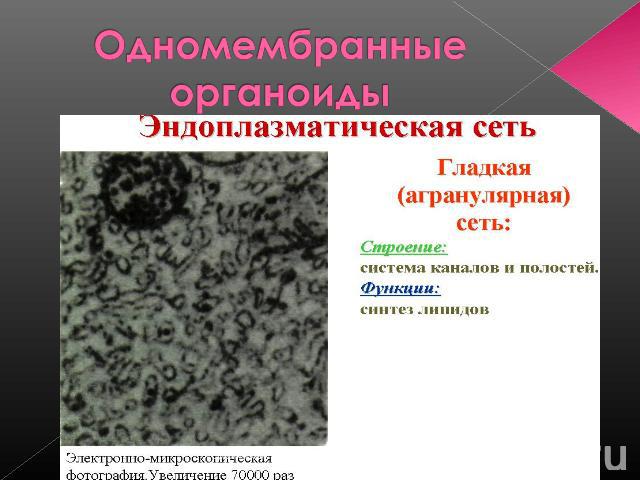 Одномембранные органоиды