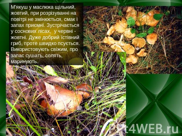 М'якуш у маслюка щільний, жовтий, при розрізуванні на повітрі не змінюється, смак і запах приємні. Зустрічається у соснових лісах, у червні - жовтні. Дуже добрий їстівний гриб, проте швидко псується. Використовують свіжим, про запас сушать, солять, …