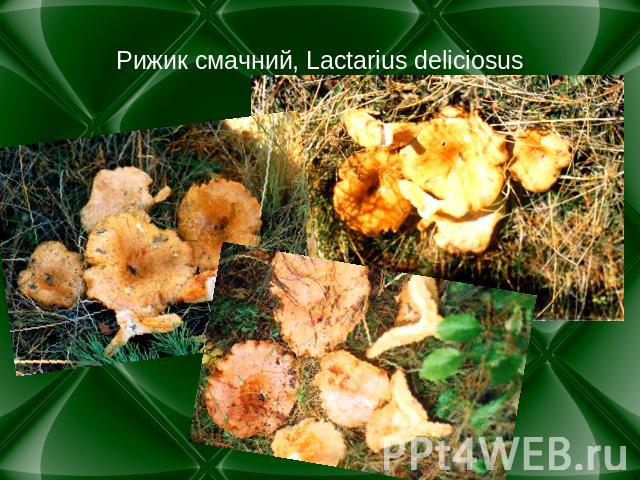 Рижик смачний, Lactarius deliciosus