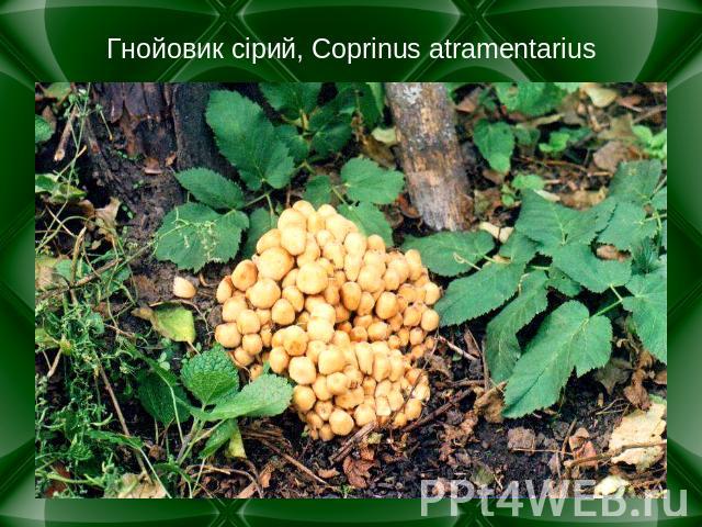 Гнойовик сірий, Coprinus atramentarius
