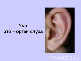 Ухо это – орган слуха
