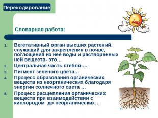 Словарная работа: Вегетативный орган высших растений, служащий для закрепления в