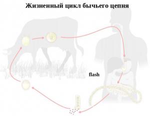 Жизненный цикл бычьего цепня