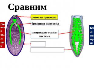 Сравним ротовая присоска брюшная присоска пищеварительнаясистема кутикула реснич