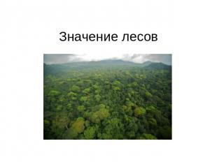Значение лесов