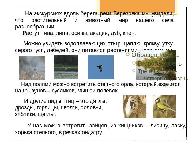 На экскурсиях вдоль берега реки Березовка мы увидели, что растительный и животный мир нашего села разнообразный. Растут ива, липа, осины, акация, дуб, клен. Можно увидеть водоплавающих птиц: цаплю, крякву, утку, серого гуся, лебедей, они питаются ра…