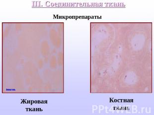 III. Соединительная ткань Микропрепараты Жировая ткань Костная ткань