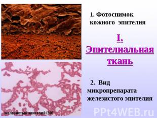 1. Фотоснимок кожного эпителия I. Эпителиальная ткань 2. Вид микропрепарата желе