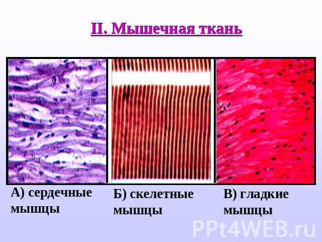 II. Мышечная ткань А) сердечные мышцы Б) скелетные мышцы В) гладкие мышцы