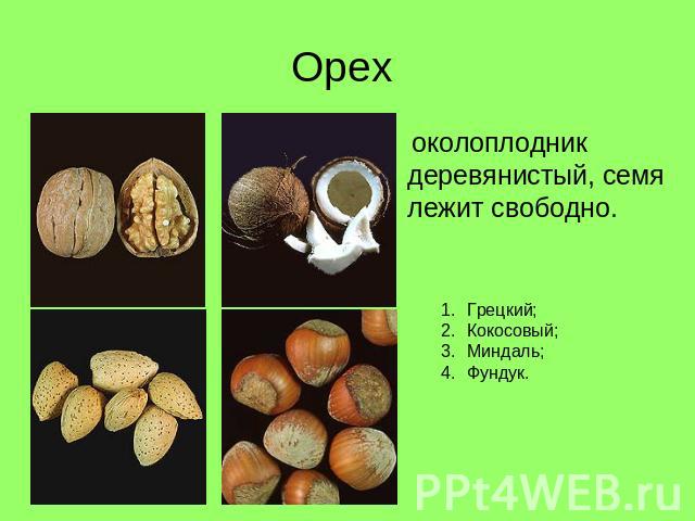 Орех околоплодник деревянистый, семя лежит свободно Грецкий; Кокосовый; Миндаль; Фундук.