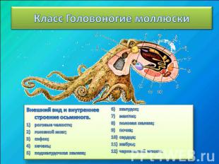 Класс Головоногие моллюски Внешний вид и внутреннее строение осьминога. роговые