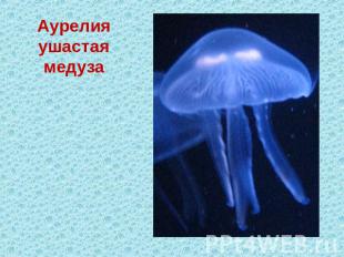 Аурелия ушастая медуза