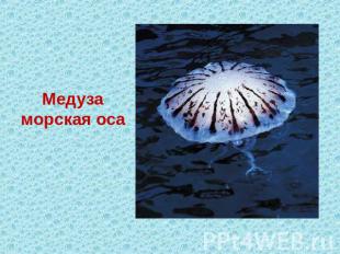 Медуза морская оса