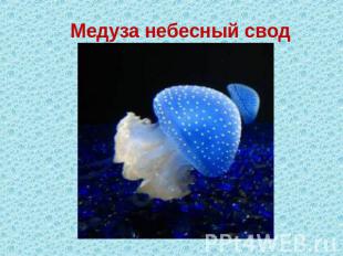 Медуза небесный свод