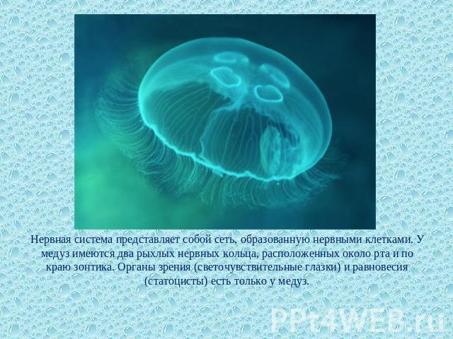 Нервная система представляет собой сеть, образованную нервными клетками. У медуз имеются два рыхлых нервных кольца, расположенных около рта и по краю зонтика. Органы зрения (светочувствительные глазки) и равновесия (статоцисты) есть только у медуз.