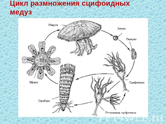 Цикл размножения сцифоидных медуз