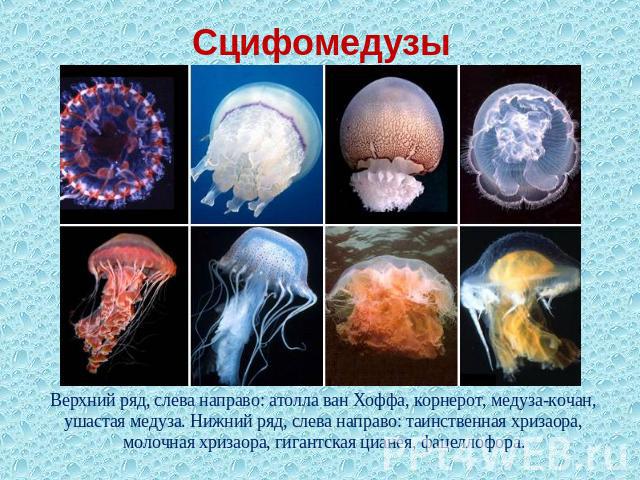 Сцифомедузы Верхний ряд, слева направо: атолла ван Хоффа, корнерот, медуза-кочан, ушастая медуза. Нижний ряд, слева направо: таинственная хризаора, молочная хризаора, гигантская цианея, фацеллофора.